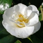 Camellia japonica 'A.W. Jessep'