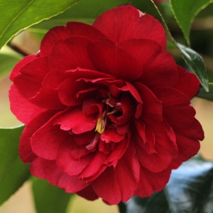 Camellia japonica 'Agnes of the Oaks'