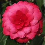 Camellia japonica 'Alice Wood'