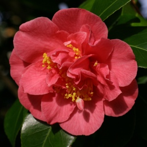 Camellia japonica 'Anna M. Page'