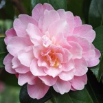 Camellia 'Annette Carol'