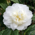 Camellia japonica 'Baby Sis'