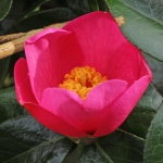 Camellia 'Barbara Hillier'