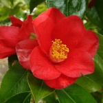 Camellia 'Belinda Carlyon'