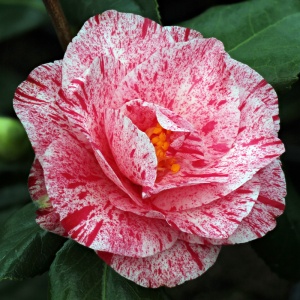 Camellia japonica 'Betty Foy Sanders'