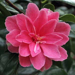 Camellia japonica 'Billie McCaskill'