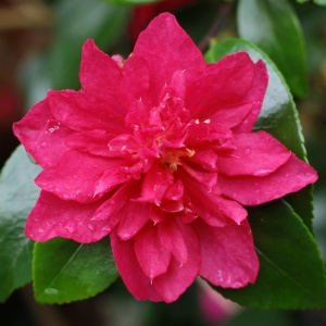 Camellia hyemalis 'Bonanza'