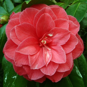 Camellia japonica 'C.M. Hovey'