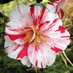 Camellia japonica 'Candy Stripe' (Waterhouse)