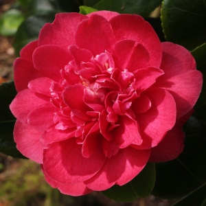 Camellia japonica 'Cathy Becher'