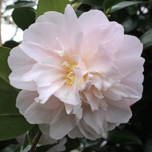 Camellia japonica 'Coed'