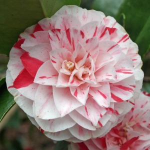 Camellia japonica 'Contessa Lavinia Maggi'