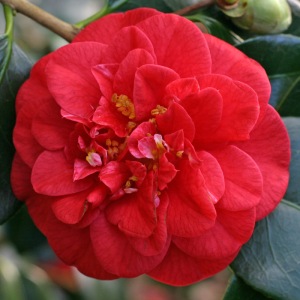Camellia japonica 'Emperor of Russia'