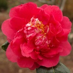 Camellia 'Fire'n'Ice'