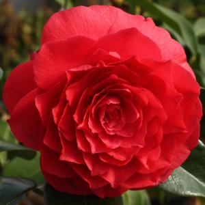 Camellia japonica 'Grand Sultan'