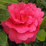 Camellia japonica 'Jules Verne'