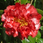 Camellia japonica 'Lily Morel'