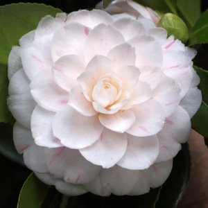 Camellia japonica 'Maiden's Blush'