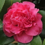 Camellia japonica 'Margaret Short'