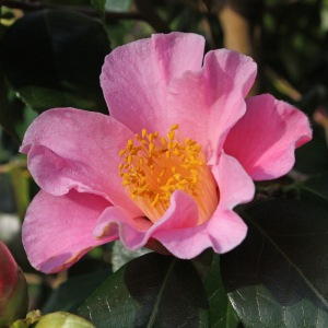 Camellia x williamsii 'Mary Larcom'