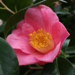 Camellia x williamsii 'New Venture'