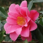 Camellia 'Nijinski'