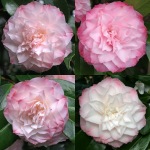 Camellia japonica 'Nuccio's Pearl'