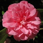 Camellia japonica 'Rena Swick'