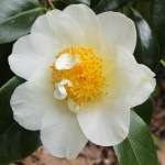 Camellia japonica 'Silver Triumph'