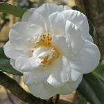 Camellia japonica 'Sode Gakushi'