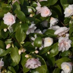 Camellia 'Spring Mist'