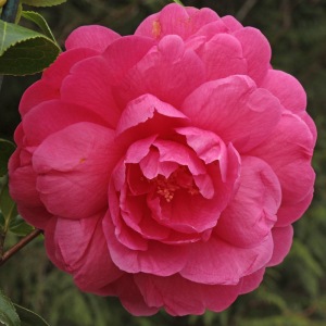 Camellia 'Tamzin Coull'