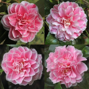 Camellia japonica 'The Mikado'