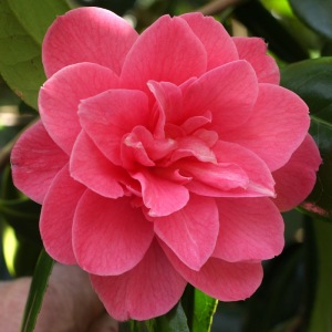 Camellia japonica 'Tickled Pink'