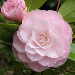 Camellia japonica 'Tomorrow's Dawn'