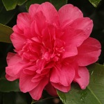 Camellia japonica 'Touchdown'