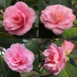 Camellia 'Wirlinga Ruffles'
