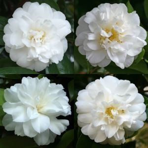 Camellia japonica 'Yukimi-haki'