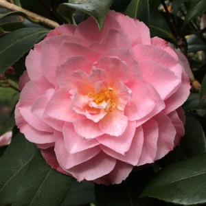Camellia x williamsii 'Chatsworth Belle'