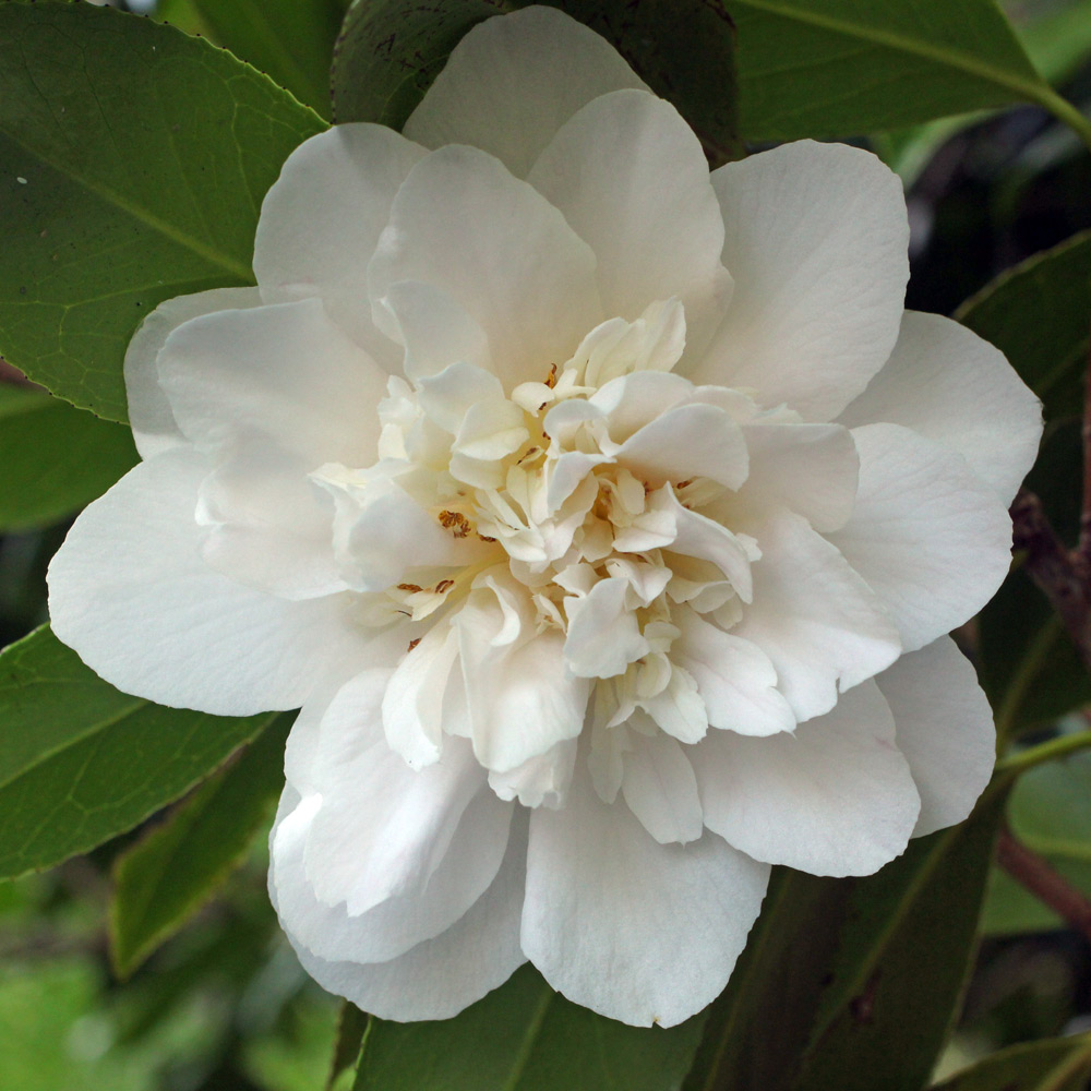 Camellia x williamsii 'Hope'