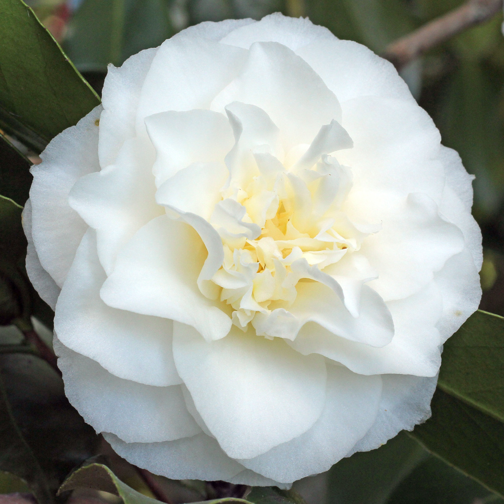 Camellia japonica 'Madge Miller'