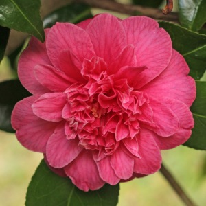 Camellia japonica 'Mathotiana Supreme'