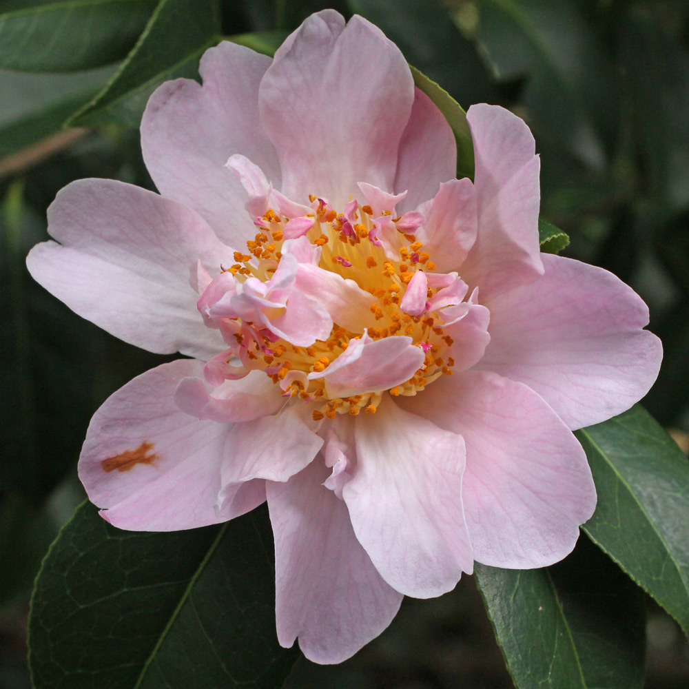 Camellia hybrid 'Monticello'