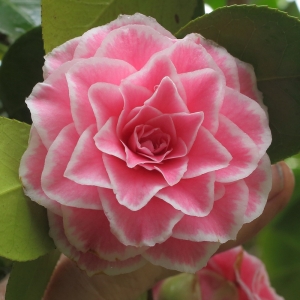Camellia japonica 'Tom Thumb'