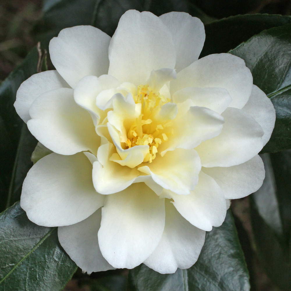 Camellia japonica 'White Empress'