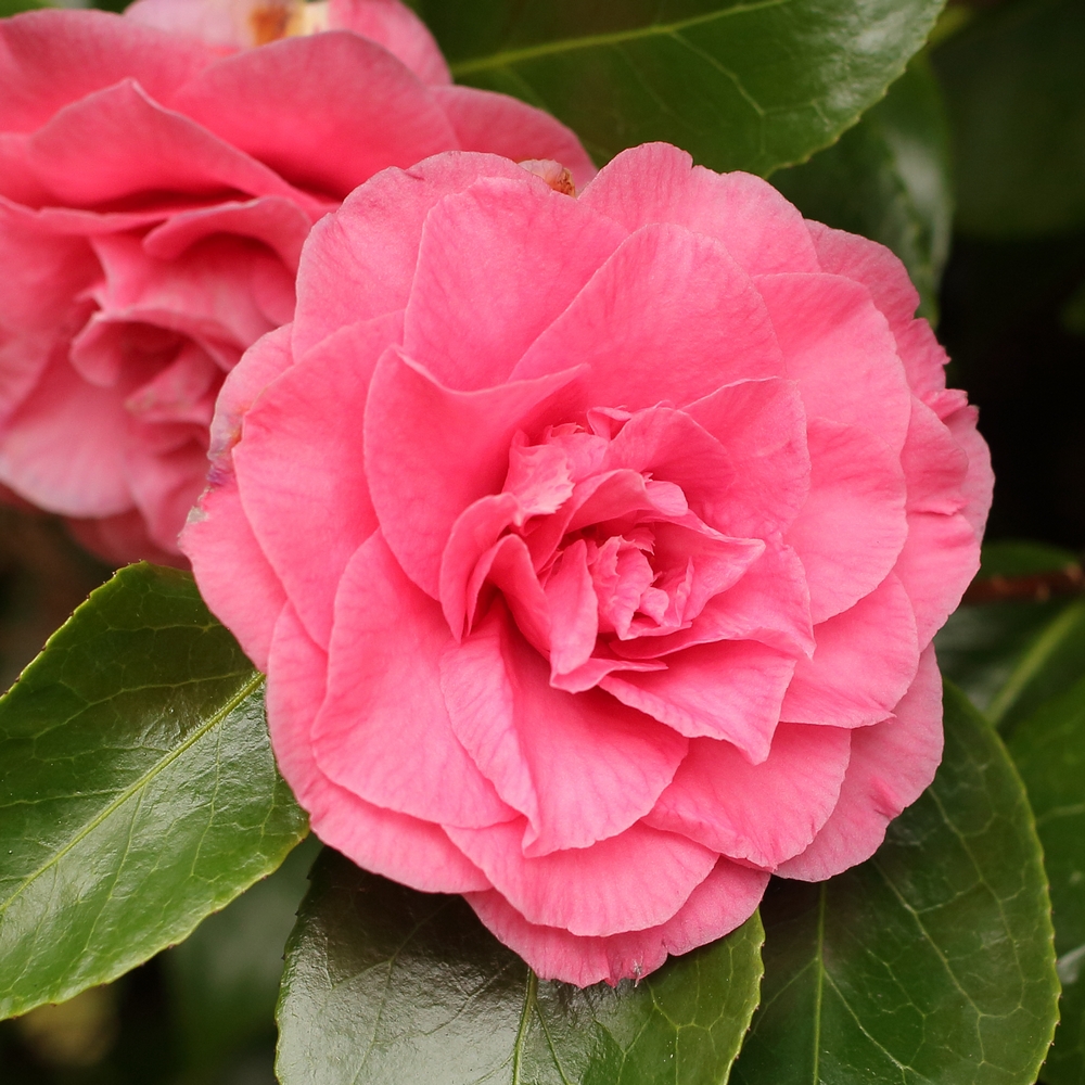 Camellia japonica 'Betty Sheffield Supreme'