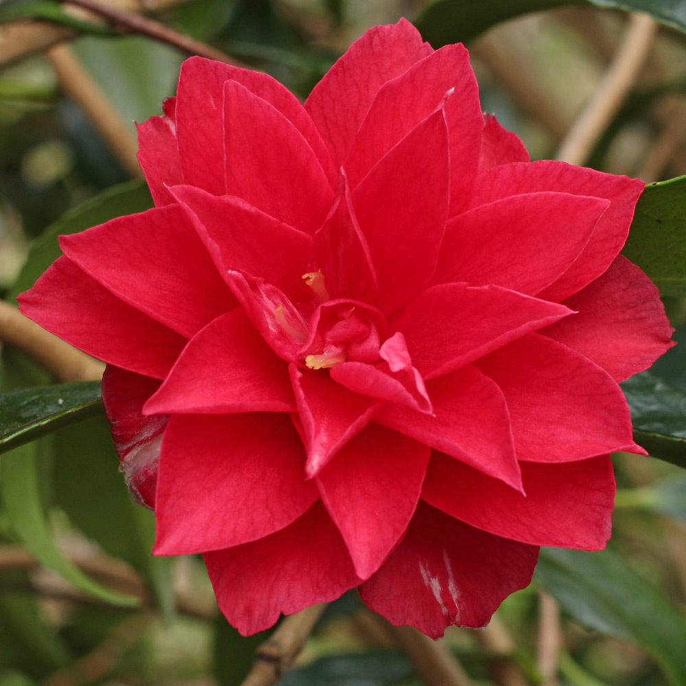 Camellia japonica 'Christmas Beauty'