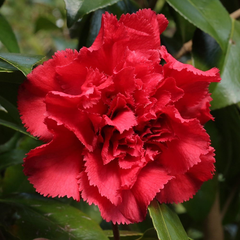 Camellia japonica 'Clark Hubbs'