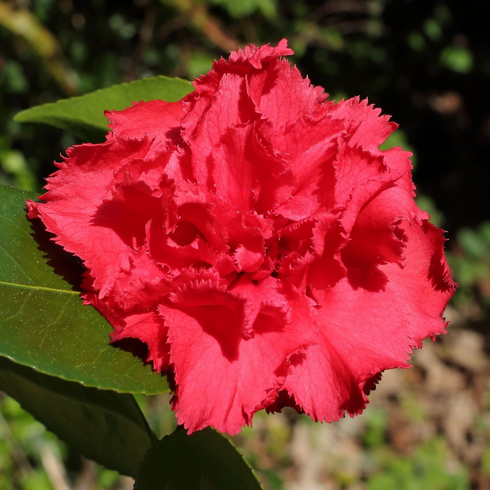 Camellia japonica 'Clark Hubbs'