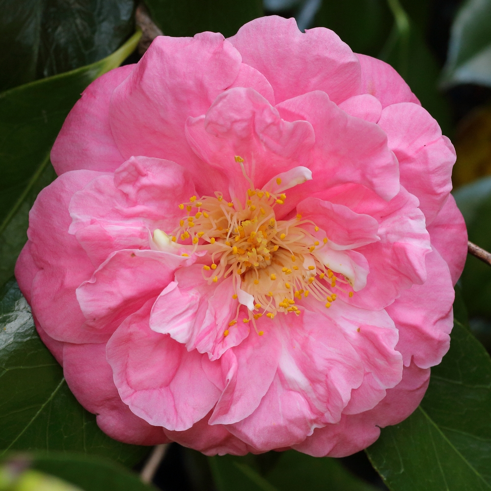 Camellia japonica 'Coral Pink Lotus'